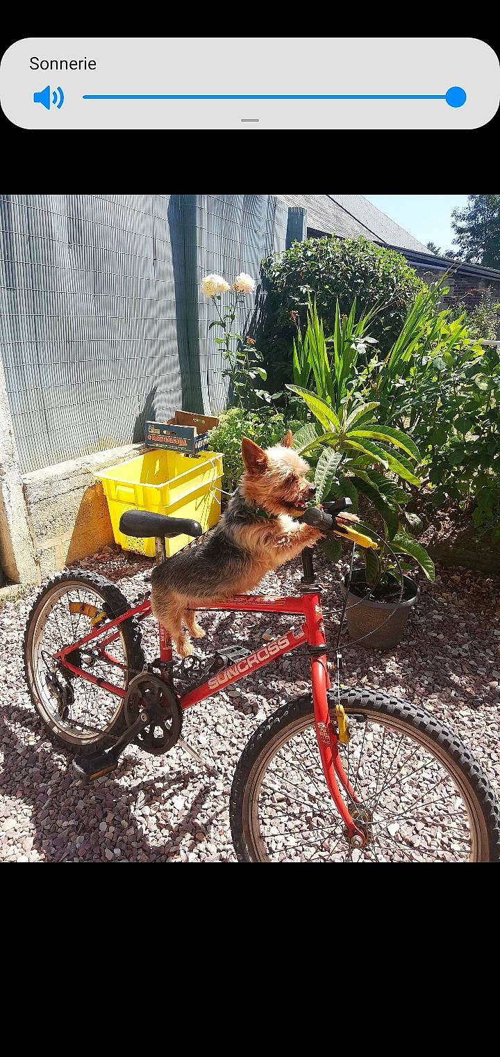 Daye a rejoint le concours — aidez-le/la à gagner de superbes lots ! bicycle, bicycle_accessory, bicycle_fork, bicycle_frame, bicycle_part, bicycle_wheel, bikejoring, canidae, carnivore, dog, mountain_bike, road_bicycle, sporting_group, sports_equipment, vehicle