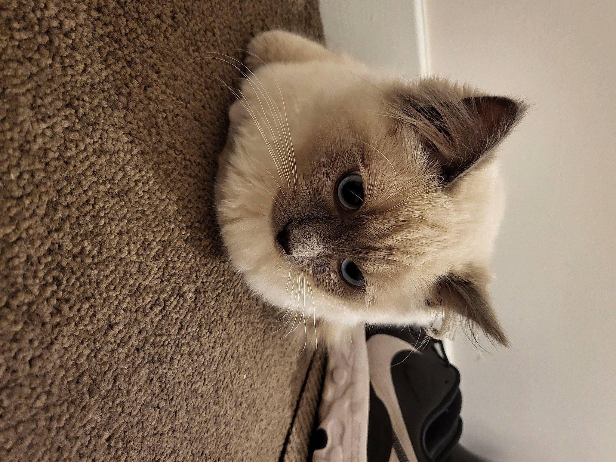 Haru is registered to the contest to win money with this photo: balinese, birman, carnivore, cat, eye, fawn, felidae, fur, head, musical_instrument, paw, plant, ragdoll, siamese, small_to_medium_sized_cats, snout, tail, terrestrial_animal, thai, whiskers