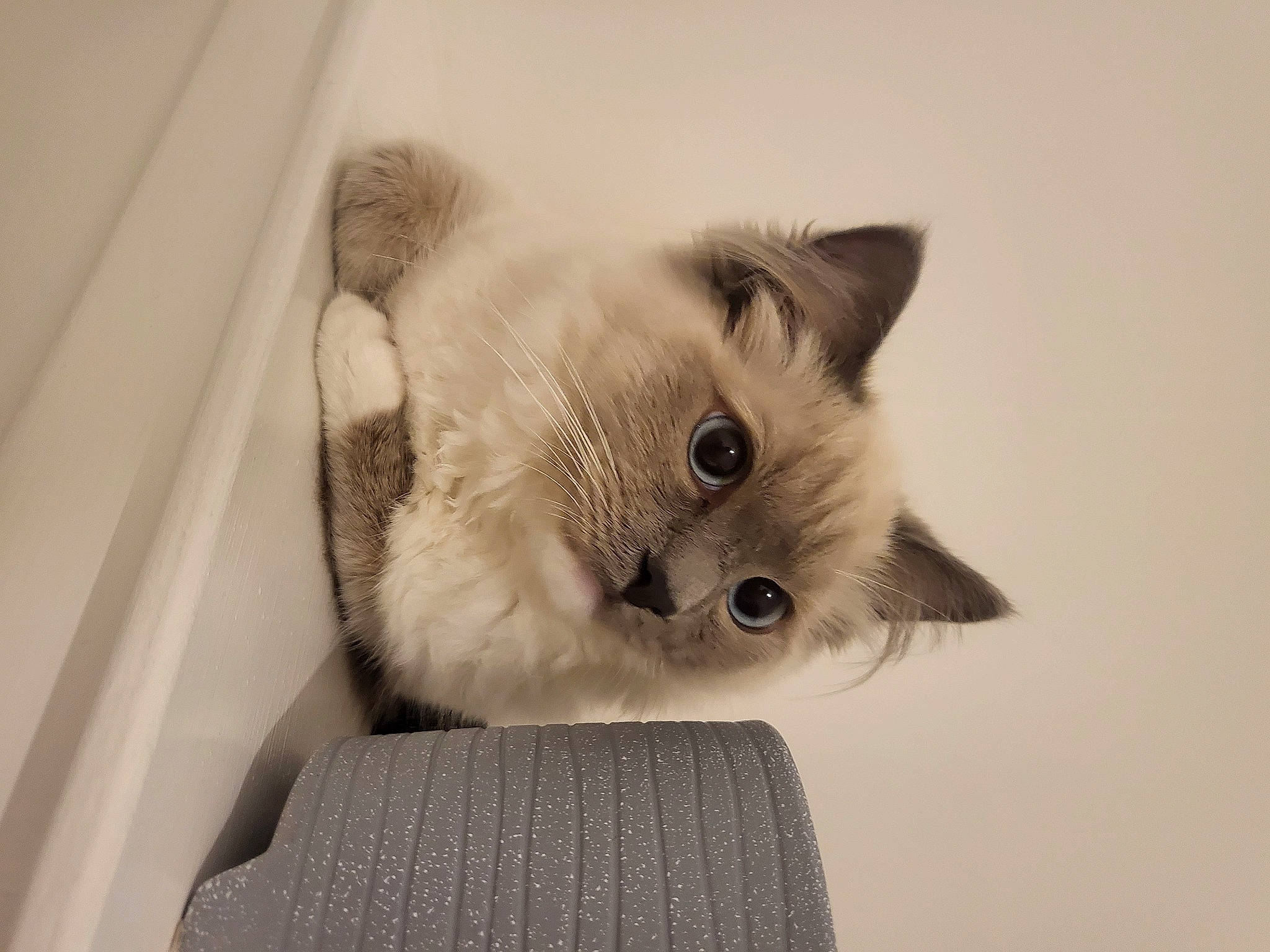 Haru joined the competition — help win amazing prizes! balinese, birman, box, cardboard, carnivore, cat, comfort, domestic_short_haired_cat, eye, fawn, felidae, fur, grey, paw, siamese, small_to_medium_sized_cats, snout, tail, thai, whiskers