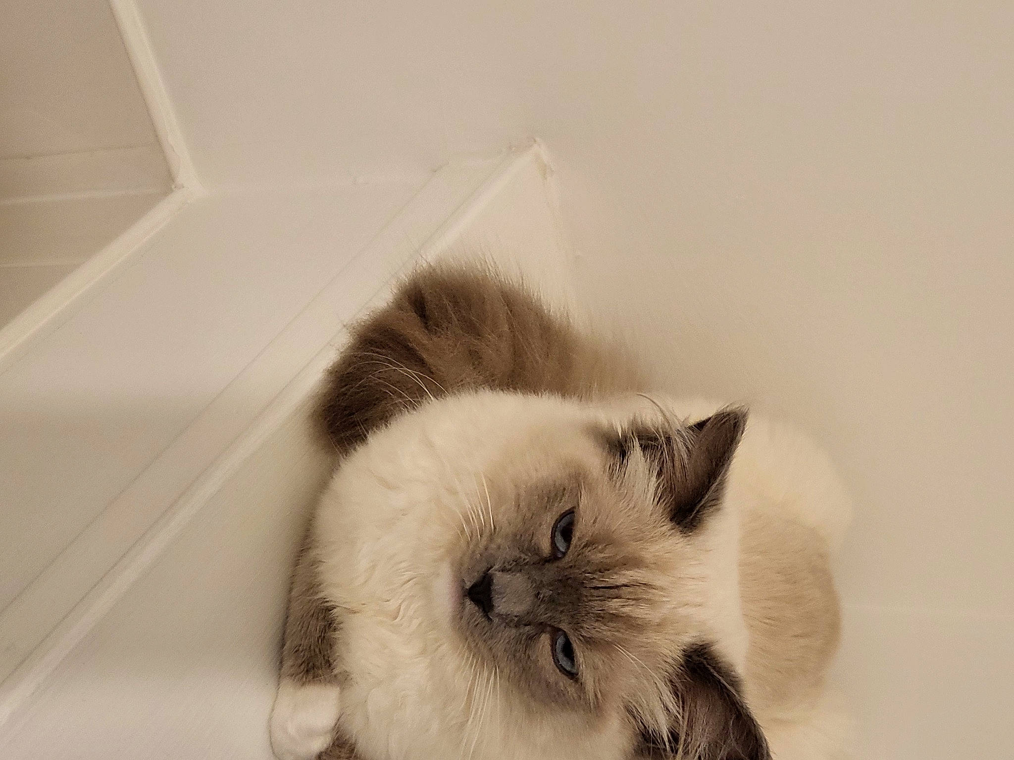 Haru joined the competition — help win amazing prizes! balinese, beard, birman, carnivore, cat, comfort, domestic_short_haired_cat, eyelash, fawn, felidae, flooring, fur, monochrome_photography, paw, siamese, small_to_medium_sized_cats, snout, tail, thai, whiskers