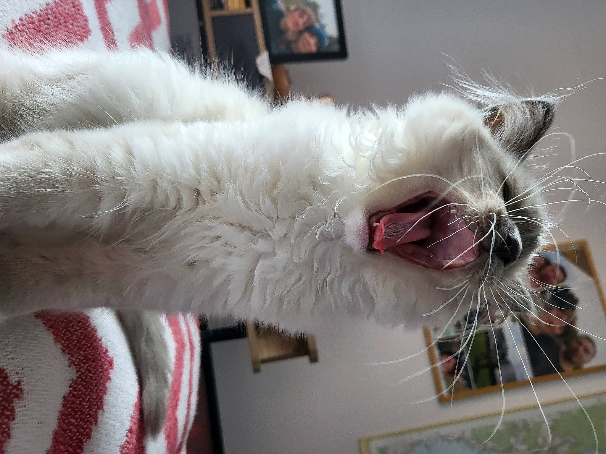 Haru is registered to the contest to win money with this photo: carnivore, cat, claw, fang, felidae, fruit, fur, paw, plant, small_to_medium_sized_cats, snout, tail, whiskers