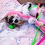 Venus is registered to the contest to win money with this photo: canidae, carnivore, cavalier_king_charles_spaniel, collar, companion_dog, dog, dog_breed, dog_clothes, dog_supply, eyewear, fawn, fur, linens, pet_supply, pink, snout, sporting_group, toy, toy_dog, vertebrate