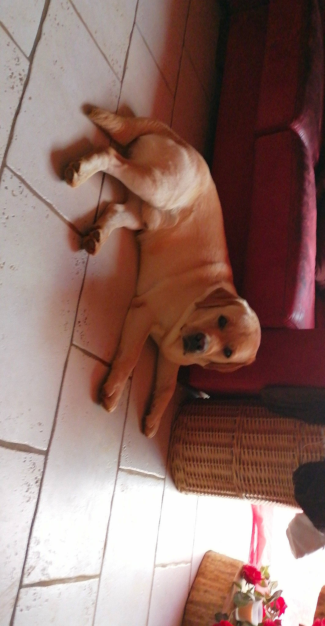 Caramel a rejoint le concours — aidez-le/la à gagner de superbes lots ! art, carnivore, comfort, companion_dog, dog, dog_breed, domestic_pig, fawn, floor, flooring, foot, hardwood, human_leg, liver, snout, suidae, tail, terrestrial_animal, wood, working_animal