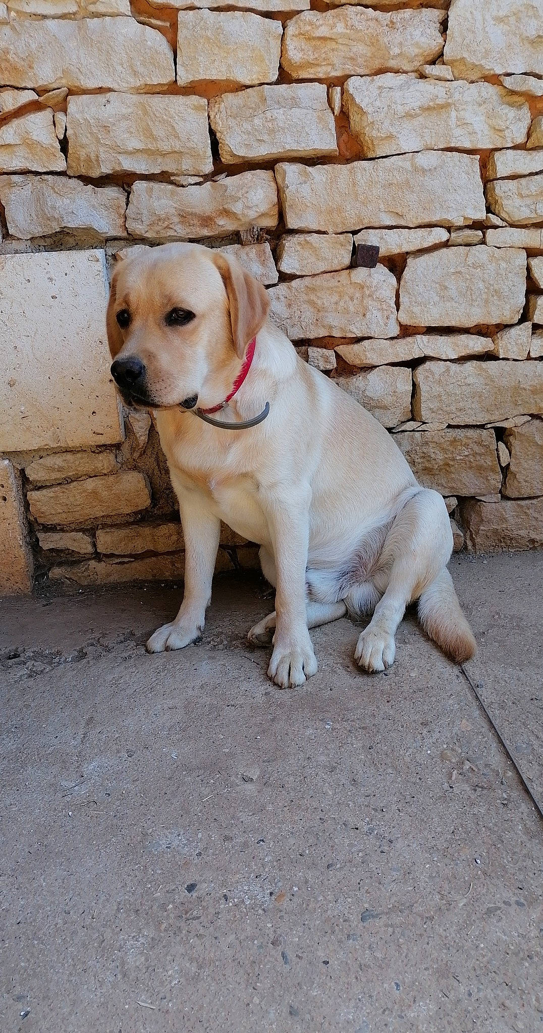 Caramel a rejoint le concours — aidez-le/la à gagner de superbes lots ! adventure, beagador, canidae, carnivore, companion_dog, dog, dog_breed, fawn, labrador_retriever, mammal, puppy, rare_breed_dog, retriever, snout, sporting_group, tail, vertebrate