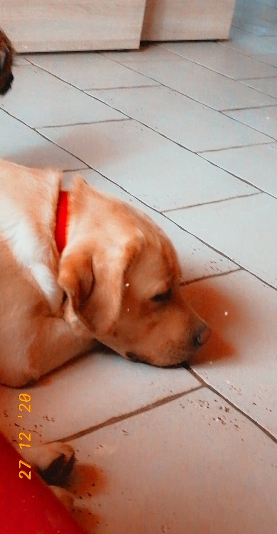 Caramel a rejoint le concours — aidez-le/la à gagner de superbes lots ! canidae, carnivore, comfort, companion_dog, dog, dog_breed, floor, flooring, foot, fur, hardwood, human_leg, liver, paw, retriever, snout, sporting_group, tail, whiskers, wood