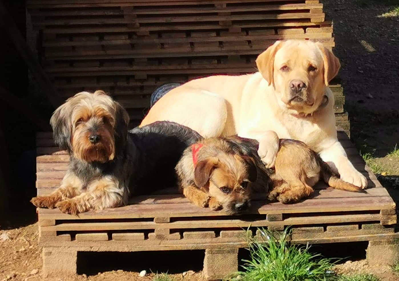 Caramel participe au concours pour gagner de l'argent avec cette photo : ancient_dog_breeds, carnivore, companion_dog, dog, dog_breed, dog_supply, fawn, fur, grass, gun_dog, hound, liver, outdoor_bench, plant, small_terrier, sporting_group, terrestrial_animal, terrier, toy_dog, working_animal