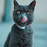 Pickles a rejoint le concours — aidez-le/la à gagner de superbes lots ! cat, gray_cat, tongue_out, close_up, pet, collar, whiskers, feline, golden_eyes, indoor, portrait, cute, animal, fur, focused, looking_at_camera, domestic_cat, pet_tag, soft_background, sitting