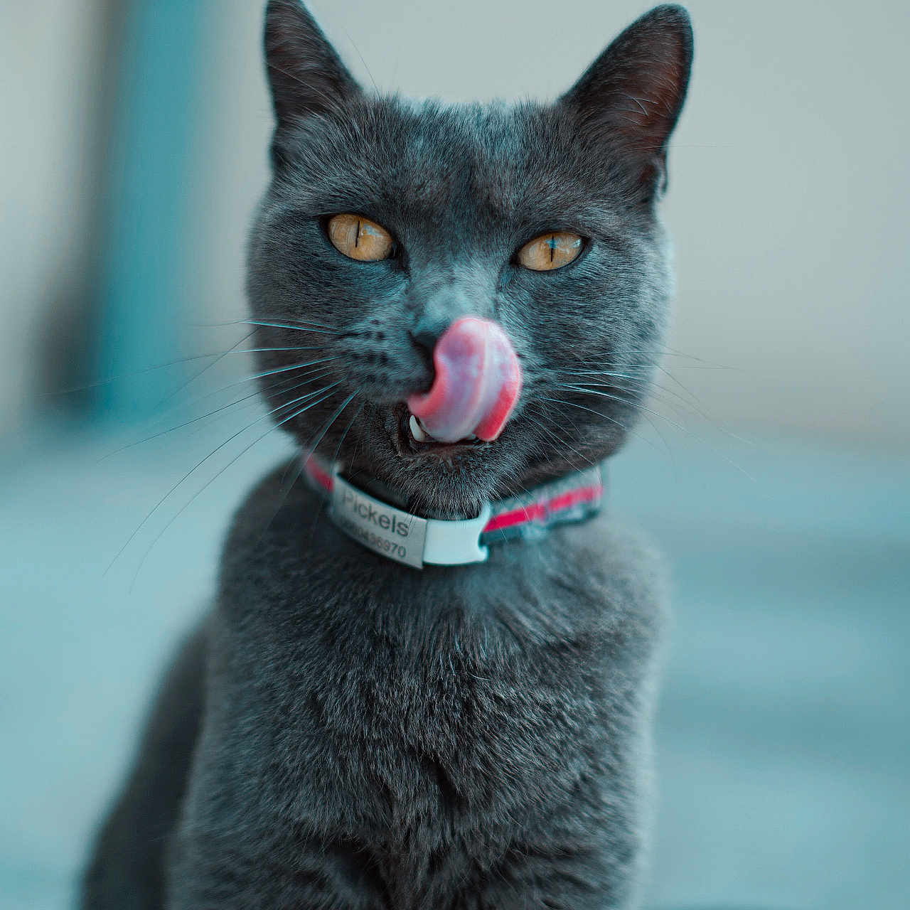 Pickles a rejoint le concours — aidez-le/la à gagner de superbes lots ! cat, gray_cat, tongue_out, close_up, pet, collar, whiskers, feline, golden_eyes, indoor, portrait, cute, animal, fur, focused, looking_at_camera, domestic_cat, pet_tag, soft_background, sitting