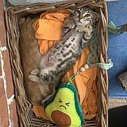Rocket a rejoint le concours — aidez-le/la à gagner de superbes lots ! cat, kitten, tabby, fluffy, wicker_basket, blanket, orange_blanket, cat_toy, avocado_toy, indoor, cozy, lying_down, belly_up, green, brown, blue, furniture, playful, pet, portrait