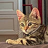 Rocket a rejoint le concours — aidez-le/la à gagner de superbes lots ! cat, kitten, tabby, feline, pet, animal, indoors, portrait, close_up, sitting, lying_down, wide_eyes, ears, whiskers, collar, striped_fur, brown_fur, couch, door, home