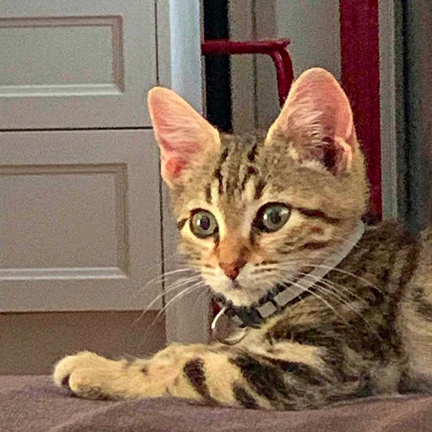 Rocket a rejoint le concours — aidez-le/la à gagner de superbes lots ! cat, kitten, tabby, feline, pet, animal, indoors, portrait, close_up, sitting, lying_down, wide_eyes, ears, whiskers, collar, striped_fur, brown_fur, couch, door, home