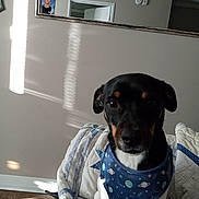 Jack is registered to the contest to win money with this photo: dog, pet, indoor, quilt, blanket, wall, mirror, portrait_photo, sunlight, shadow, floor, wood_floor, harness, space_pattern, black_and_white, brown_markings, small_dog, furniture, home_interior, decor