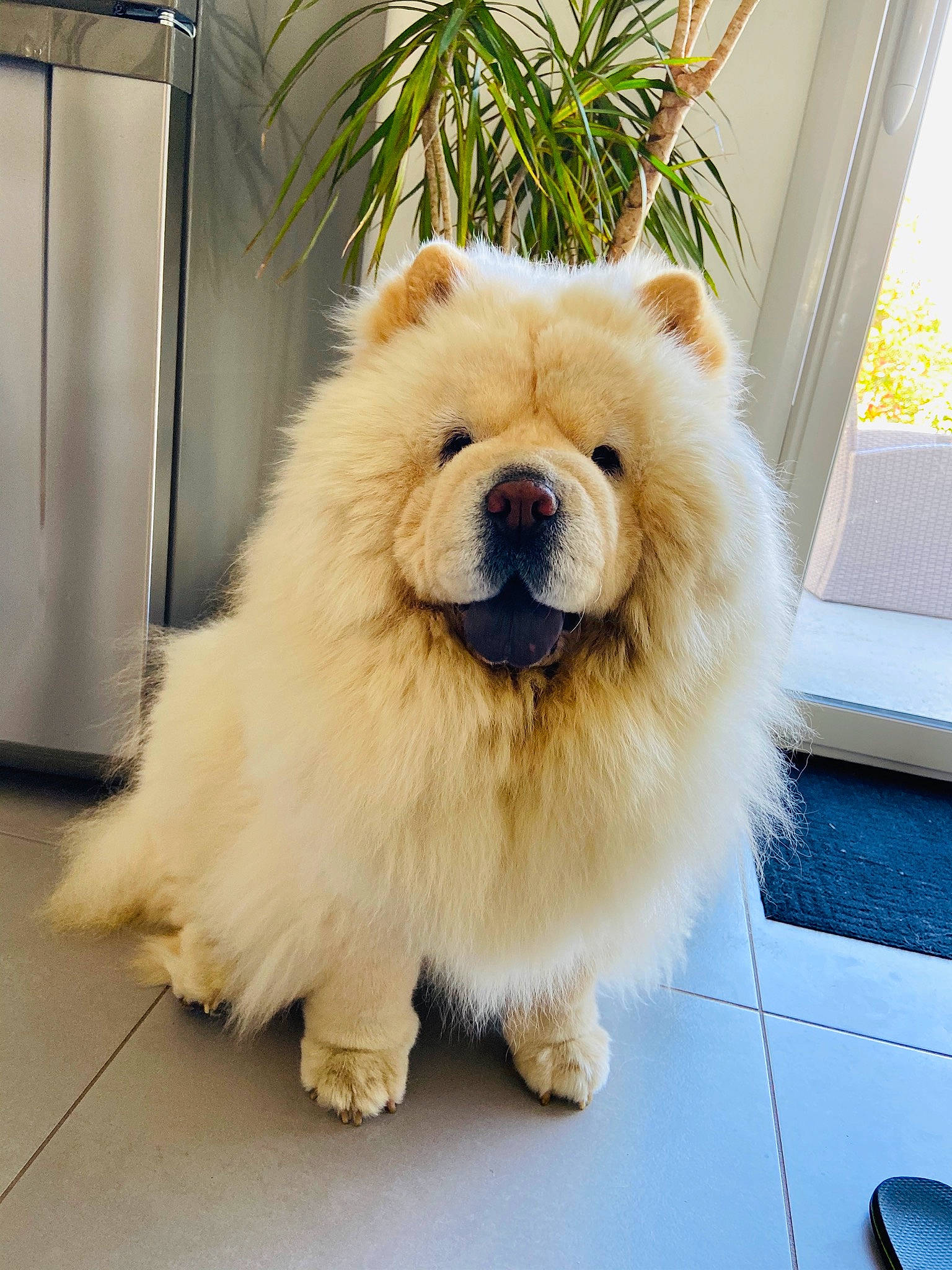 Havana participe au concours pour gagner de l'argent avec cette photo : canidae, carnivore, collar, companion_dog, dog, dog_breed, electric_blue, fashion_accessory, fawn, fur, happy, houseplant, plant, smile, snout, spitz, sporting_group, toy_dog, whiskers, working_animal