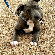 Nala is registered to the contest to win money with this photo: animal, canine, chain, collar, cute, dog, ears, eyes, gravel, gray, leash, looking_up, lying_down, outdoor, pet, pitbull, portrait, puppy, white_chest, white_paws