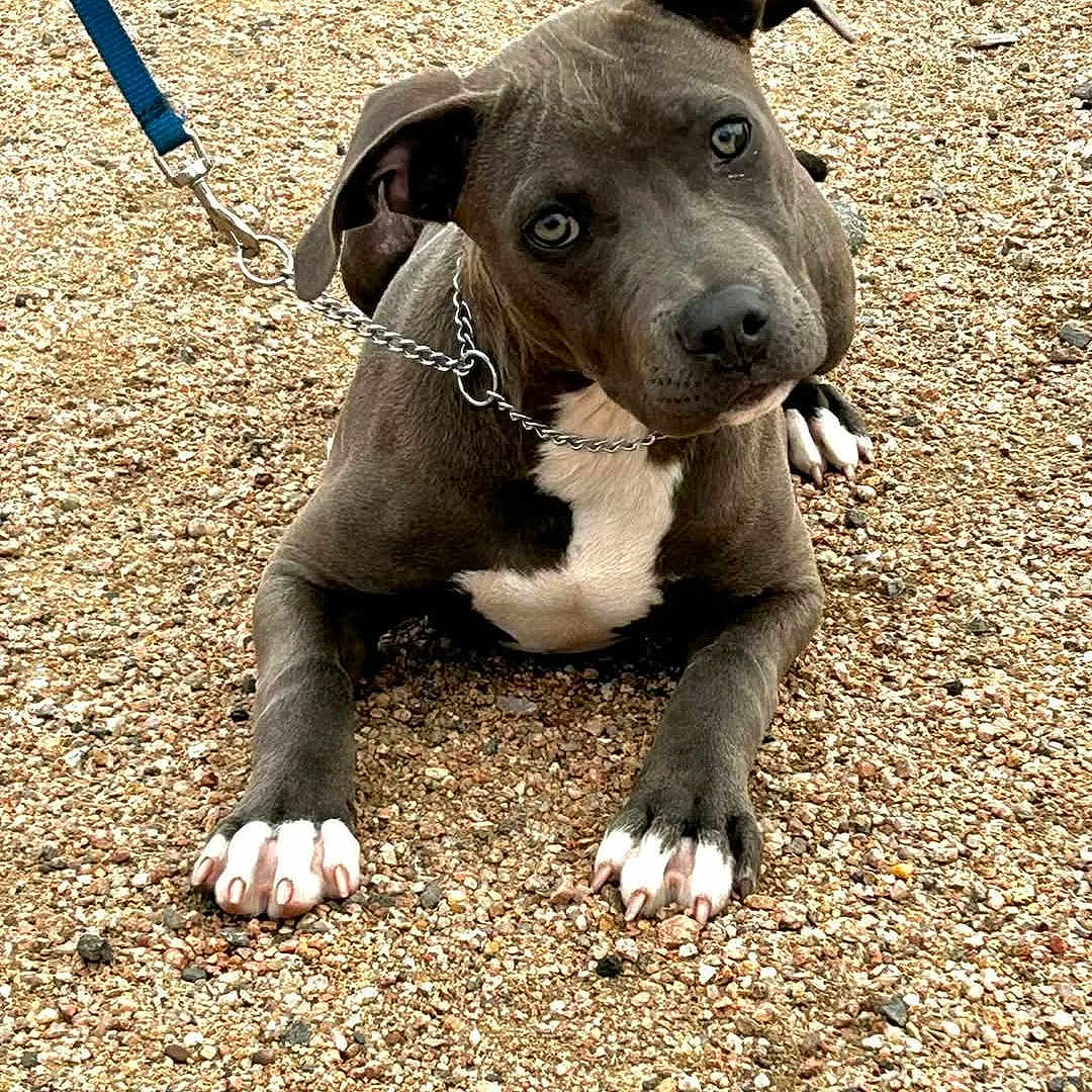 Nala is registered to the contest to win money with this photo: animal, canine, chain, collar, cute, dog, ears, eyes, gravel, gray, leash, looking_up, lying_down, outdoor, pet, pitbull, portrait, puppy, white_chest, white_paws