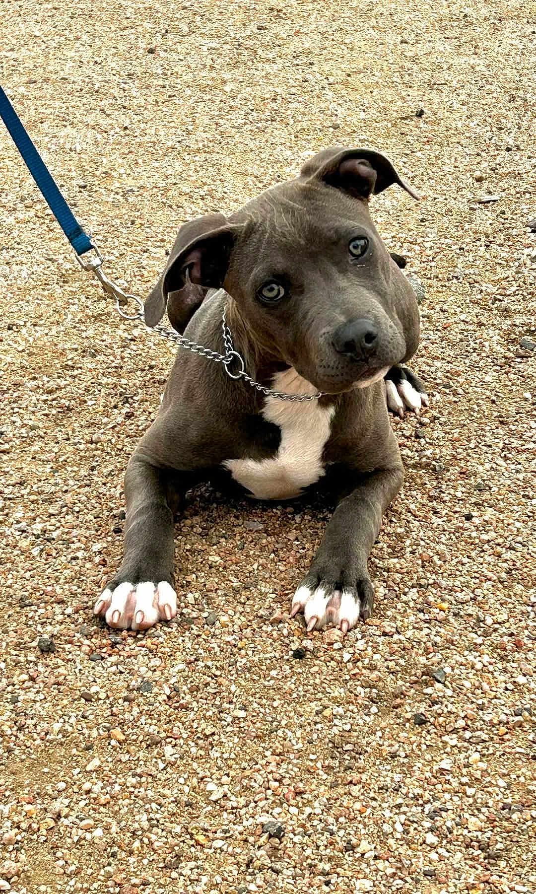 Nala