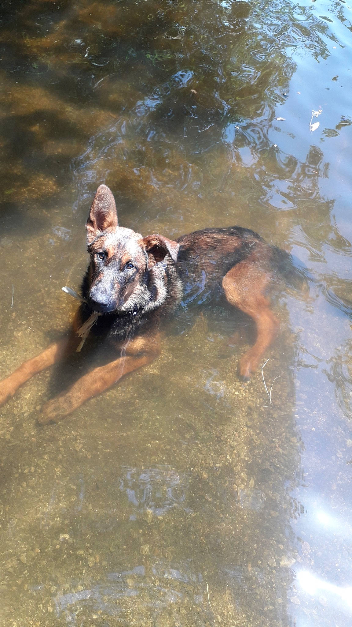 Olynx a rejoint le concours — aidez-le/la à gagner de superbes lots ! canidae, carnivore, dog, dog_breed, fawn, german_shepherd_dog, sporting_group, working_dog