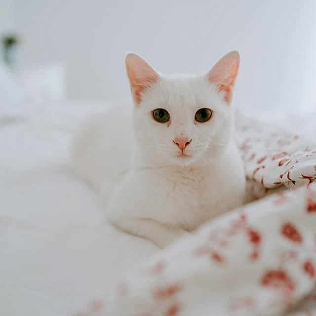 Nala participe au concours pour gagner de l'argent avec cette photo : animal, bed, blanket, cat, cozy, cute, domestic_animal, ears, feline, floral_pattern, fur, indoor, looking_at_camera, pet, pink_nose, relaxed, resting, soft_light, whiskers, white_cat