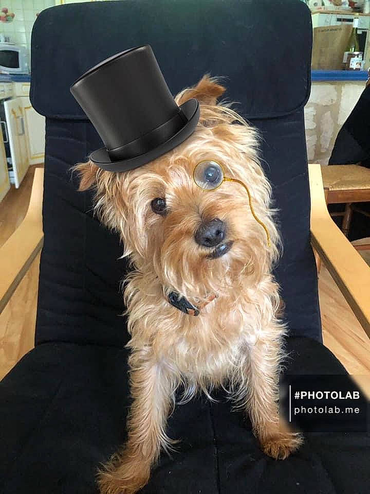 Dexter a rejoint le concours — aidez-le/la à gagner de superbes lots ! carnivore, chair, companion_dog, costume_hat, dog, dog_breed, dog_supply, event, fashion_accessory, flooring, fur, hardwood, hat, small_terrier, sporting_group, terrier, toy_dog, working_animal, yorkipoo