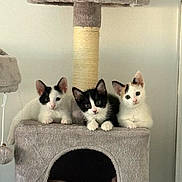 Oreo Aslane Anayela a rejoint le concours — aidez-le/la à gagner de superbes lots ! cat, kitten, animal, pet, feline, black_and_white, cat_tree, indoor, cute, fur, whiskers, playful, resting, young, small, curious, three, cozy, soft, ears