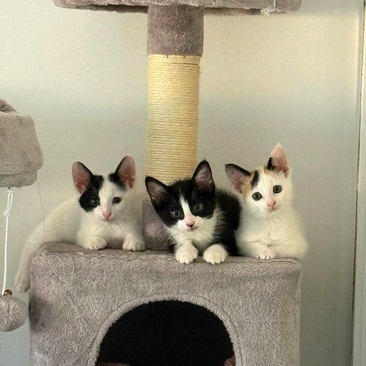 Oreo Aslane Anayela a rejoint le concours — aidez-le/la à gagner de superbes lots ! animal, black_and_white, cat, cat_tree, cozy, curious, cute, ears, feline, fur, indoor, kitten, pet, playful, resting, small, soft, three, whiskers, young