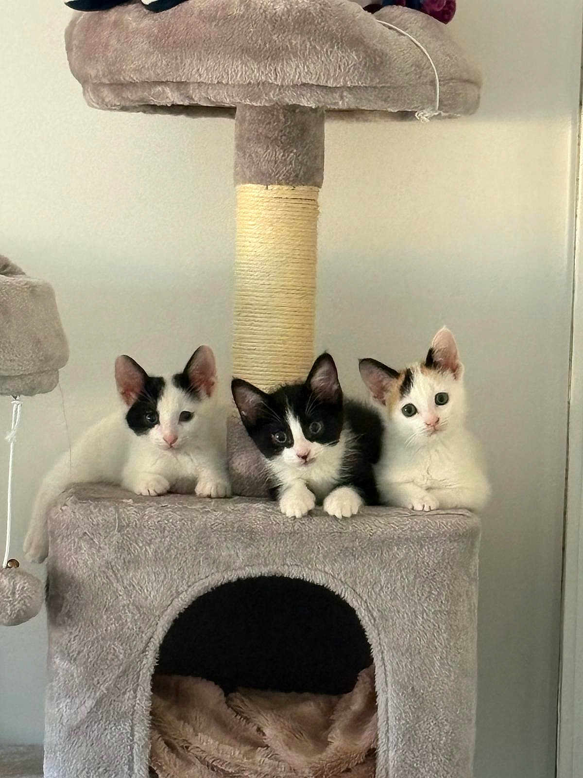 Oreo Aslane Anayela a rejoint le concours — aidez-le/la à gagner de superbes lots ! cat, kitten, animal, pet, feline, black_and_white, cat_tree, indoor, cute, fur, whiskers, playful, resting, young, small, curious, three, cozy, soft, ears