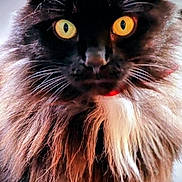 Belxa participe au concours pour gagner de l'argent avec cette photo : alert, animal, black_cat, cat, close_up, cute, domestic_cat, face, feline, fluffy, fur, indoor, long_hair, looking, mammal, nose, pet, portrait, whiskers, yellow_eyes