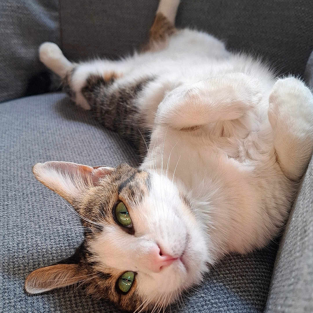 Bellie