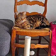 Flash participe au concours pour gagner de l'argent avec cette photo : cat, couch, cozy, domestic_cat, floor, furniture, home, indoor, living_room, orange_brown, pet, relaxing, resting, scratching_post, sleepy, striped, tabby, table, toy, wooden_chair