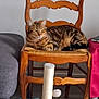 cat, couch, cozy, domestic_cat, floor, furniture, home, indoor, living_room, orange_brown, pet, relaxing, resting, scratching_post, sleepy, striped, tabby, table, toy, wooden_chair