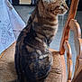 Flash a rejoint le concours — aidez-le/la à gagner de superbes lots ! animal, cat, chair, cozy, curious, domestic, fur, furniture, household, indoor, pet, side_view, sitting, striped, tabby, tablecloth, tail, whiskers, wicker, wood