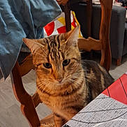 Flash participe au concours pour gagner de l'argent avec cette photo : cat, tabby, chair, table, tablecloth, indoor, furniture, couch, jacket, wooden_chair, striped, pet, curious, domestic_animal, floor, home, seated, looking, closeup, cozy
