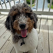 Merlin is registered to the contest to win money with this photo: dog, puppy, porch, wooden_deck, tongue_out, fluffy, curly_fur, collar, pet, outdoor, railing, close_up, happy, panting, tricolor, nose, white_fur, brown_fur, black_fur, looking_at_camera