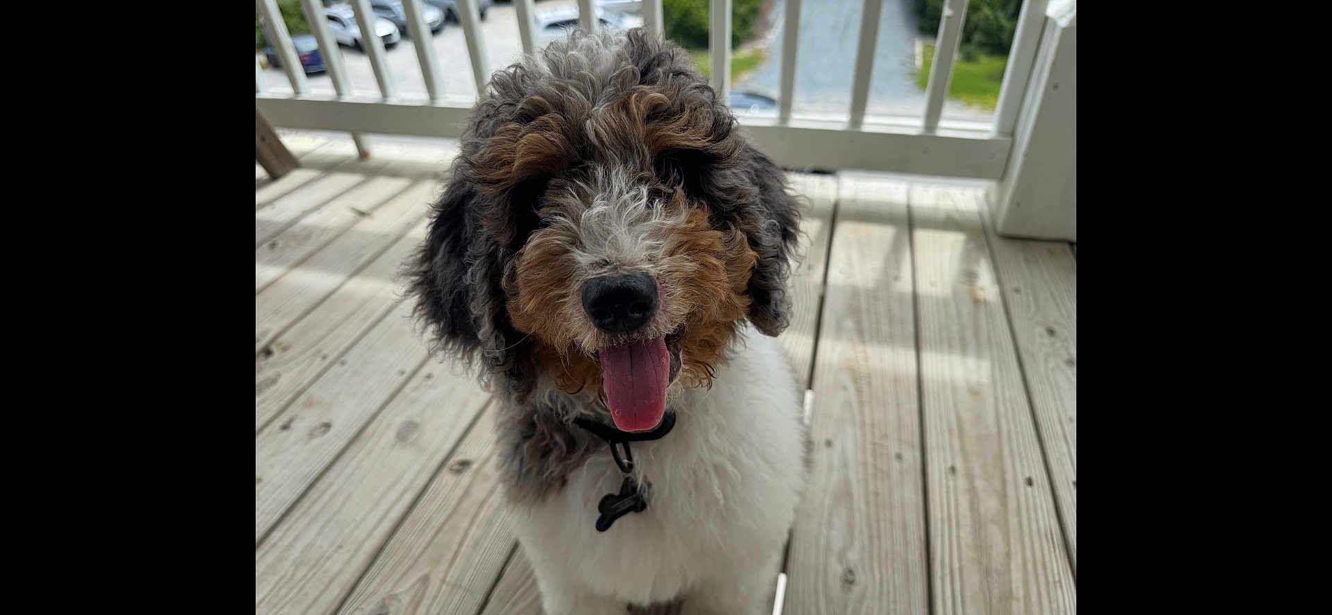 Merlin is registered to the contest to win money with this photo: dog, puppy, porch, wooden_deck, tongue_out, fluffy, curly_fur, collar, pet, outdoor, railing, close_up, happy, panting, tricolor, nose, white_fur, brown_fur, black_fur, looking_at_camera