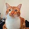 Kebab participe au concours pour gagner de l'argent avec cette photo : cat, orange_cat, white_chest, whiskers, green_eyes, pointed_ears, animal, pet, portrait, close_up, indoors, sitting, fur, facial_expression, looking_at_camera, tabby, orange_fur, white_fur, cozy, photography