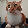 Kebab participe au concours pour gagner de l'argent avec cette photo : cat, orange_cat, white_chest, pet, animal, feline, whiskers, green_eyes, portrait, close_up, sitting, chair, indoor, home, fur, paws, ears, nose, looking_at_camera, funny_expression