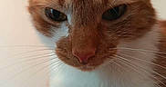 Kebab participe au concours pour gagner de l'argent avec cette photo : cat, orange_cat, white_cat, pet, feline, close_up, portrait, whiskers, green_eyes, fur, paws, sitting, couch, indoor, home, cute, serious_expression, looking_at_camera, animal, photography
