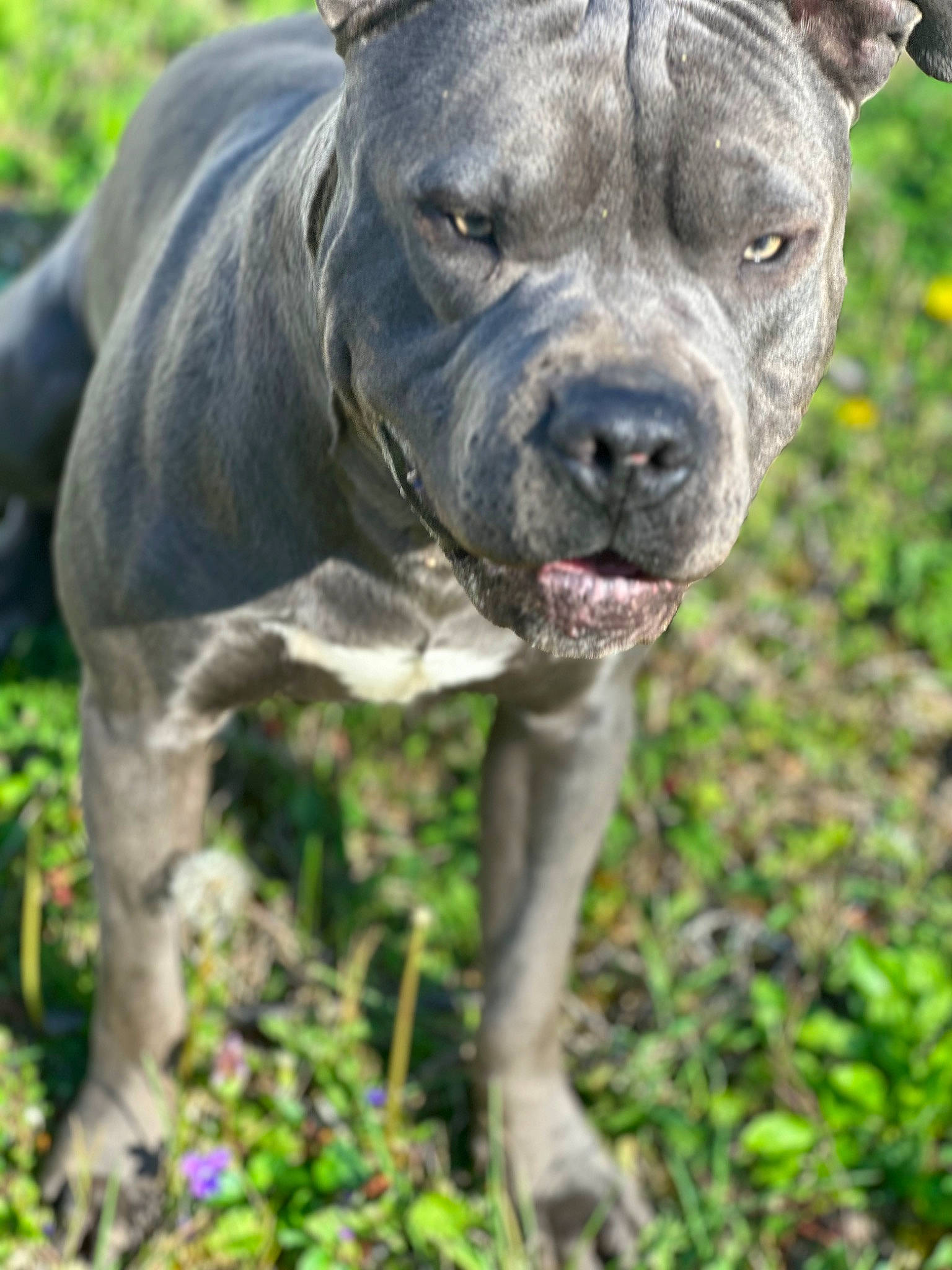 Rip is registered to the contest to win money with this photo: canidae, canis_panther, carnivore, collar, companion_dog, dog, dog_breed, dog_collar, fawn, grass, guard_dog, molosser, plant, sculpture, snout, sporting_group, terrestrial_animal, whiskers, working_animal, working_dog