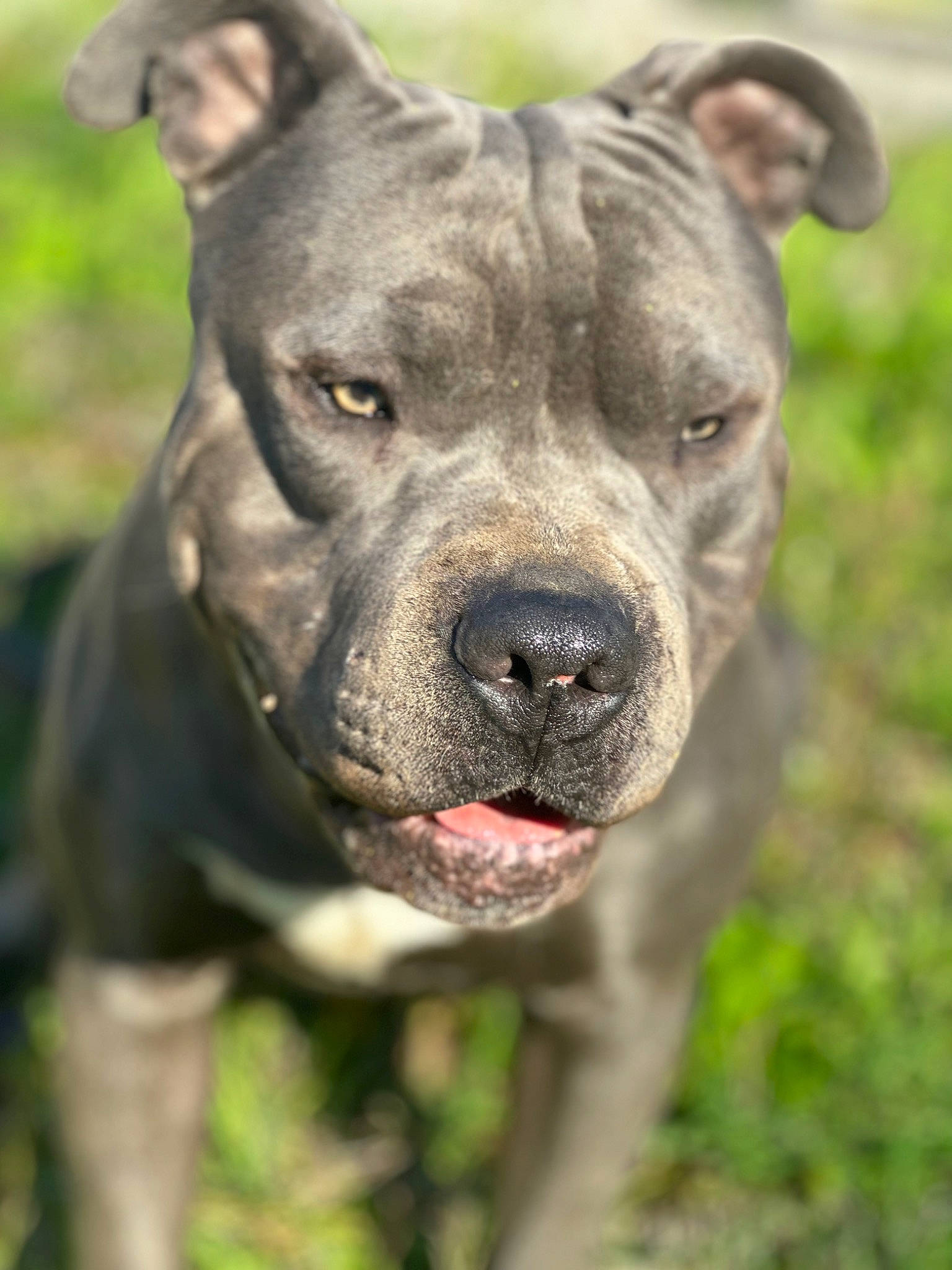 Rip is registered to the contest to win money with this photo: ancient_dog_breeds, canidae, canis_panther, carnivore, collar, companion_dog, dog, dog_breed, dog_collar, fawn, grass, molosser, non_sporting_group, plant, snout, sporting_group, terrestrial_animal, whiskers, working_animal, working_dog