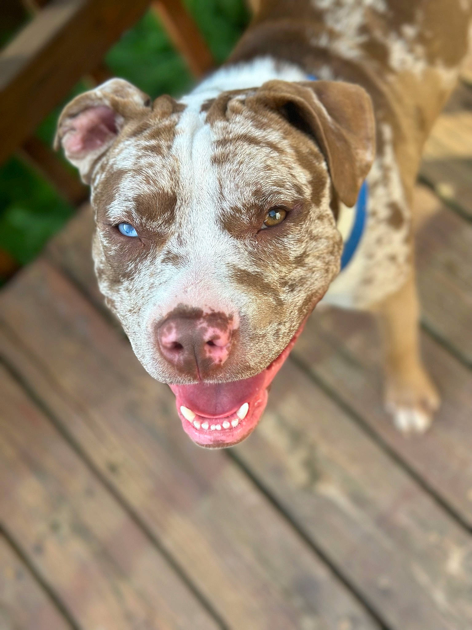 Huckleberry joined the competition — help win amazing prizes! canidae, carnivore, collar, companion_dog, dog, dog_breed, dog_collar, dog_supply, eye, fawn, guard_dog, non_sporting_group, pet_supply, snout, sporting_group, terrestrial_animal, whiskers, wood, working_animal, working_dog