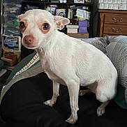 Angel joined the competition — help win amazing prizes! blanket, boxes, clutter, curious, cushion, dog, ears, expression, eyes, furniture, indoor, looking, pet, room, shelf, sitting, small_dog, snout, white_dog, wooden_dresser