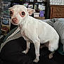 blanket, boxes, clutter, curious, cushion, dog, ears, expression, eyes, furniture, indoor, looking, pet, room, shelf, sitting, small_dog, snout, white_dog, wooden_dresser