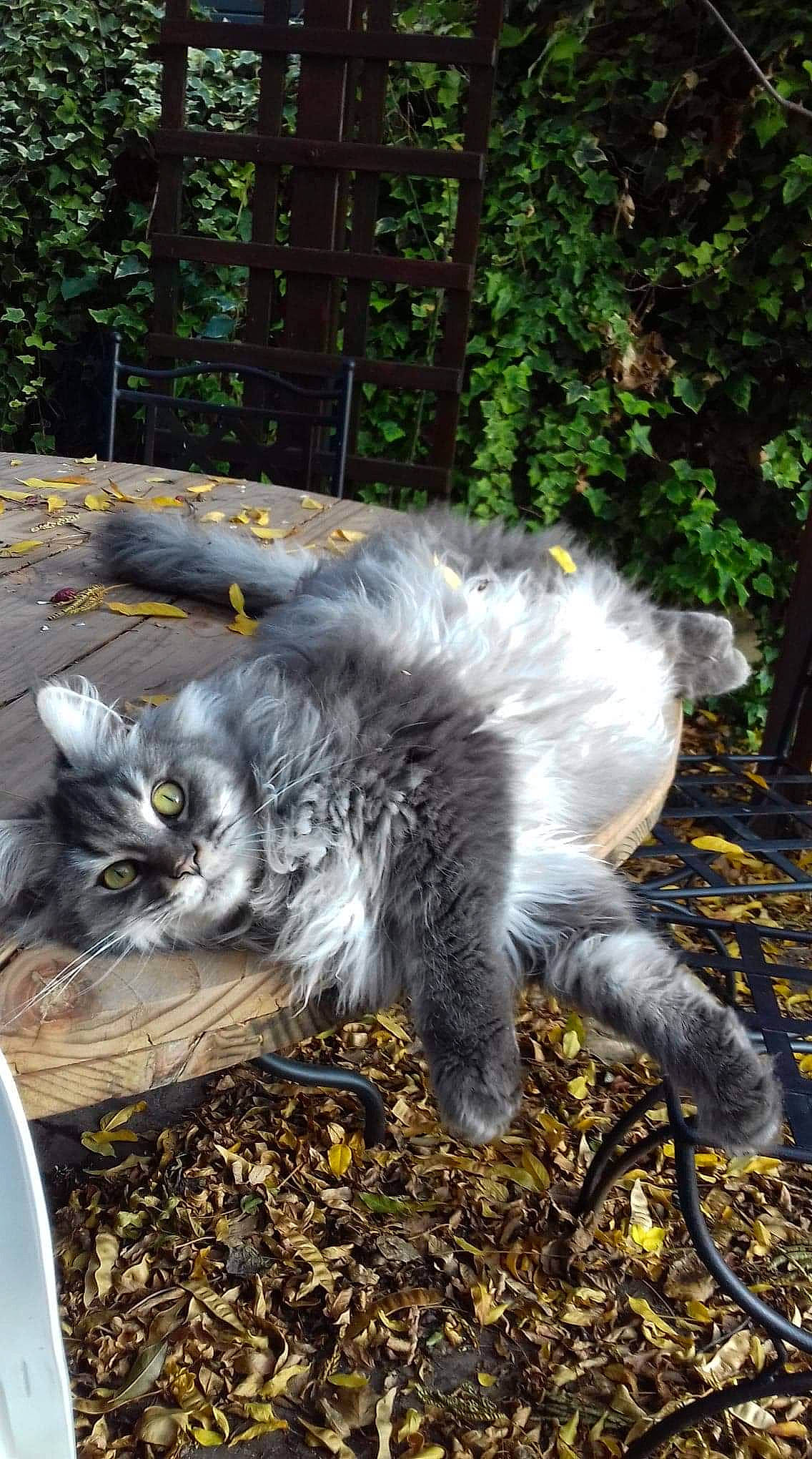 Nina participe au concours pour gagner de l'argent avec cette photo : american_curl, asian_semi_longhair, british_longhair, british_semi_longhair, carnivore, cat, domestic_long_haired_cat, felidae, kitten, maine_coon, mammal, nebelung, norwegian_forest_cat, persian, plant, ragamuffin, siberian, small_to_medium_sized_cats, tail, whiskers