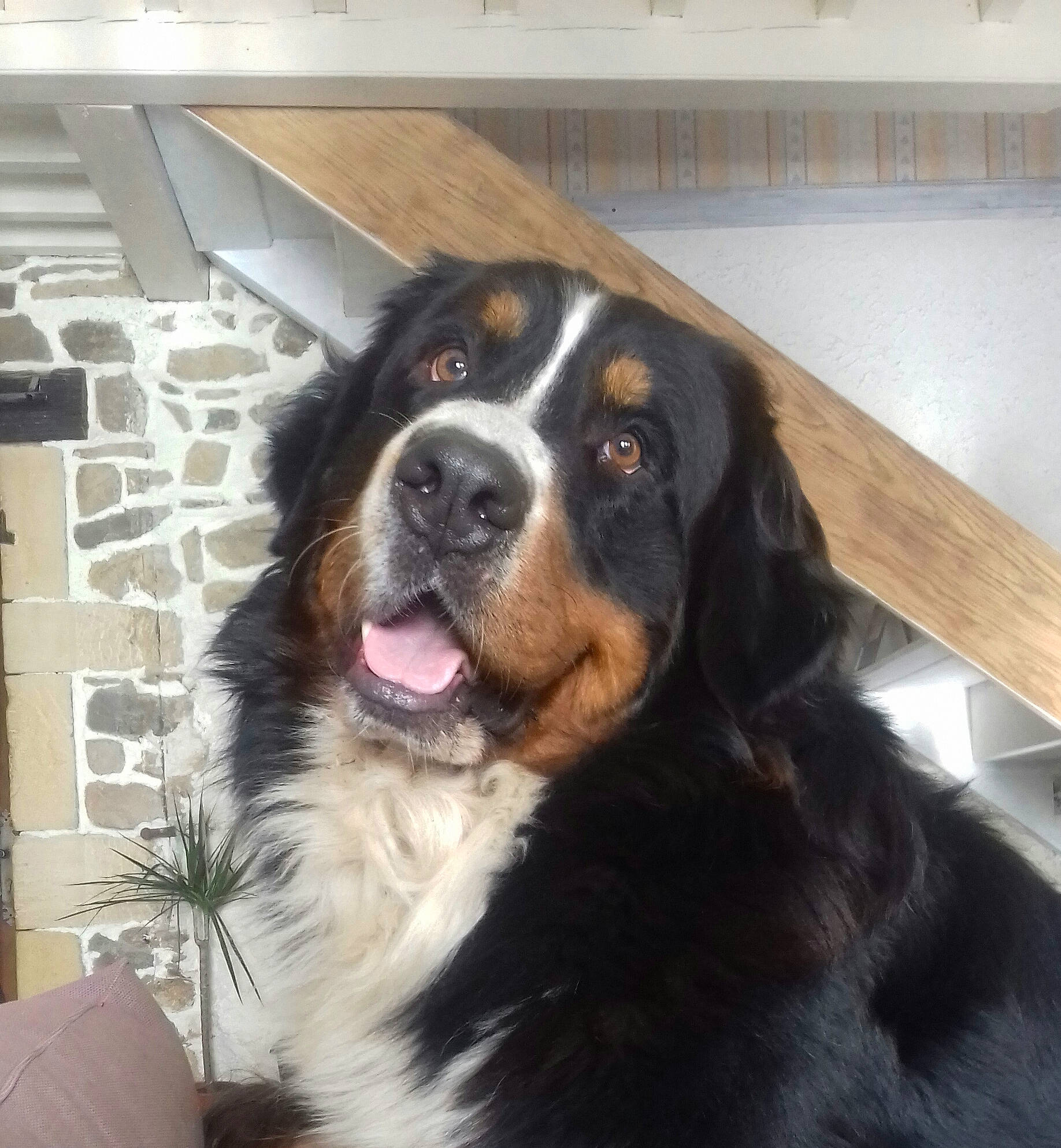 Napo a rejoint le concours — aidez-le/la à gagner de superbes lots ! bernese_mountain_dog, canidae, carnivore, companion_dog, dog, dog_breed, giant_dog_breed, greater_swiss_mountain_dog, mammal, moscow_watchdog, nose, snout, sporting_group, st_bernard, vertebrate, working_dog