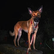 Urion participe au concours pour gagner de l'argent avec cette photo : alert, canine, collar, concrete, dark_background, dog, ears_up, flash, fur, garden, leash, muzzle, night, outdoors, pet, portrait, red_eye, reflective_leash, standing, vegetation