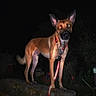 alert, canine, collar, concrete, dark_background, dog, ears_up, flash, fur, garden, leash, muzzle, night, outdoors, pet, portrait, red_eye, reflective_leash, standing, vegetation