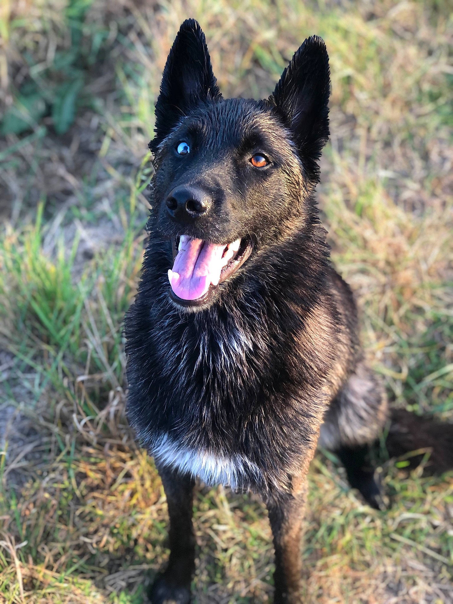 Gotham participe au concours pour gagner de l'argent avec cette photo : ancient_dog_breeds, canidae, canis, carnivore, companion_dog, dog, dog_breed, herding_dog, king_shepherd, snout, sporting_group, tail, terrestrial_animal, working_animal, working_dog