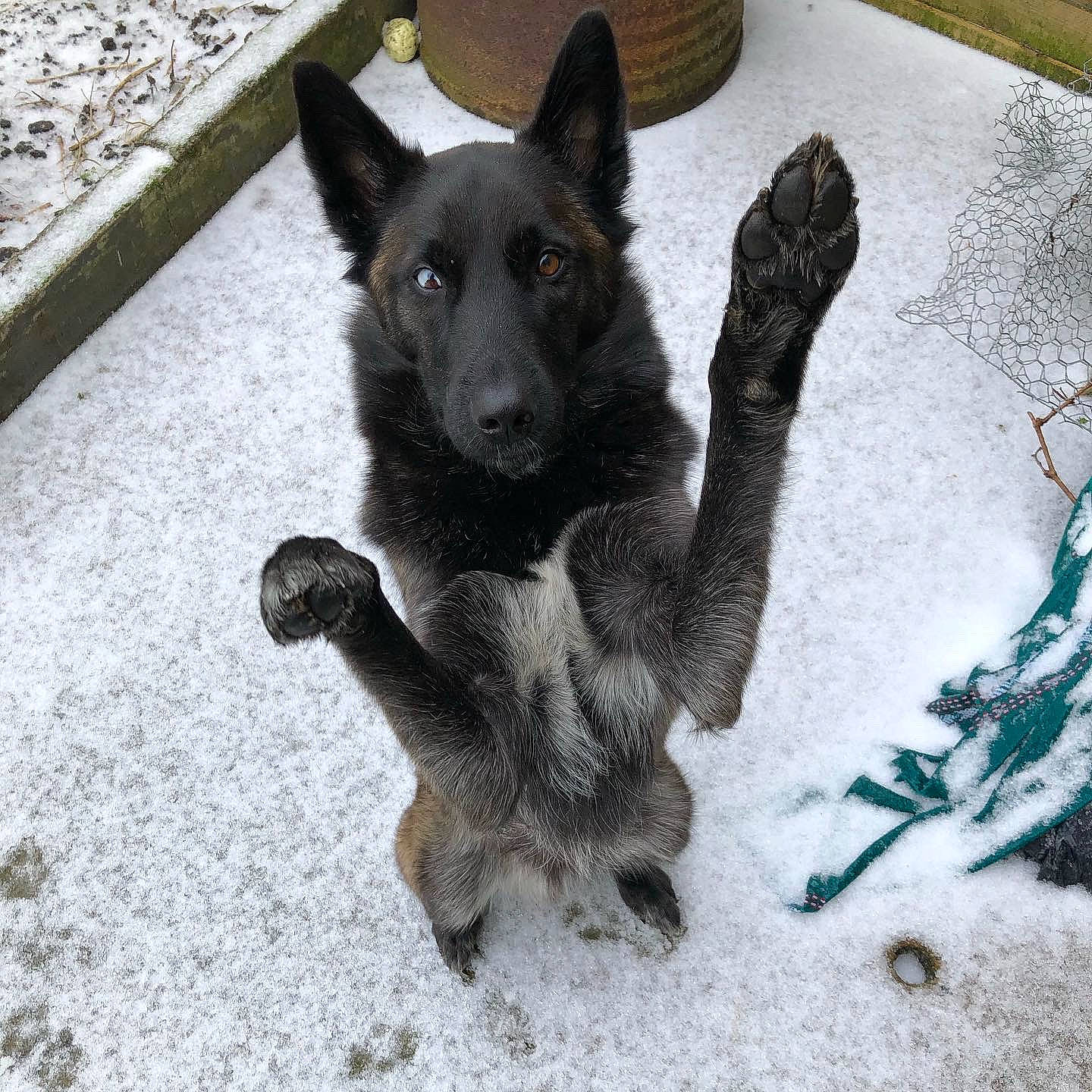 Gotham a rejoint le concours — aidez-le/la à gagner de superbes lots ! black_norwegian_elkhound, canidae, carnivore, claw, companion_dog, dog, dog_breed, fawn, flooring, fur, herding_dog, non_sporting_group, paw, snout, sporting_group, tail, terrestrial_animal, whiskers, working_animal, working_dog