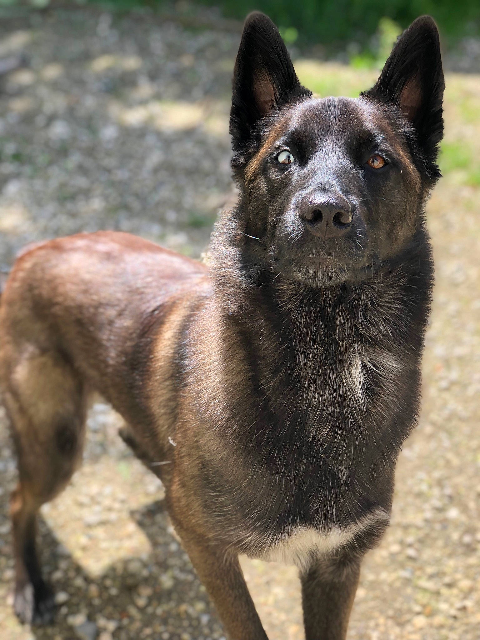 Gotham participe au concours pour gagner de l'argent avec cette photo : balance, canidae, carnivore, dog, dog_breed, fawn, sporting_group, terrestrial_animal, wildlife, working_animal, working_dog