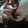 Piniata participe au concours pour gagner de l'argent avec cette photo : cat, tabby, pet, sleeping, grooming, bed, blanket, indoor, feline, cozy, morning, paw, cute, relaxed, whiskers, striped, domestic_animal, fur, resting, comfort